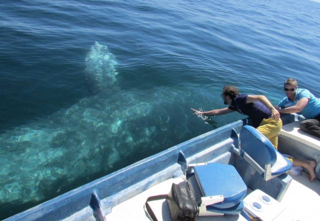 Casi puedes tocarlas